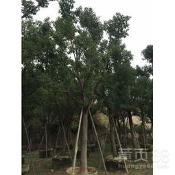探秘杭州香樟 一站式了解優(yōu)質(zhì)批發(fā)、拿貨與精品苗木采購(gòu)