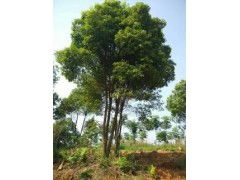 江西精品香樟 芳香之魂與大地的饋贈(zèng)