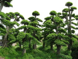 2012年廣西香樟樹(shù)市場(chǎng)價(jià)格評(píng)析