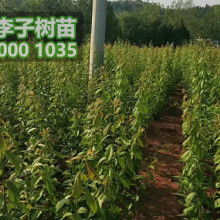 香樟樹(shù) 靜默在城市邊緣的詩(shī)意