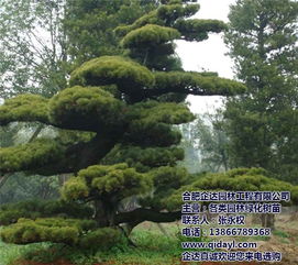 合肥企達(dá)園林香樟樹(shù)價(jià)格優(yōu)勢(shì)解析 綠色生態(tài)與市場(chǎng)價(jià)值兼顧