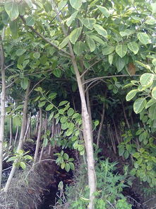 龍海市興濤花木專業(yè)合作社 香樟種植的綠色先鋒
