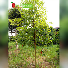 探尋香樟樹(shù)樹(shù)種 價(jià)格、圖片與采購(gòu)指南