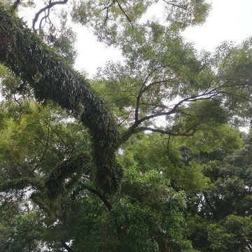 千年樟樹的棲居 古樹之下與香的故事