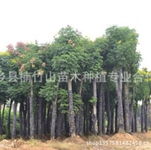 香樟 油茶 杜英 桂花 紅果冬青 黃山欒樹 楓樹廣西 南寧寧鄉縣楠竹山苗木種植專業合作社產品供應第1頁